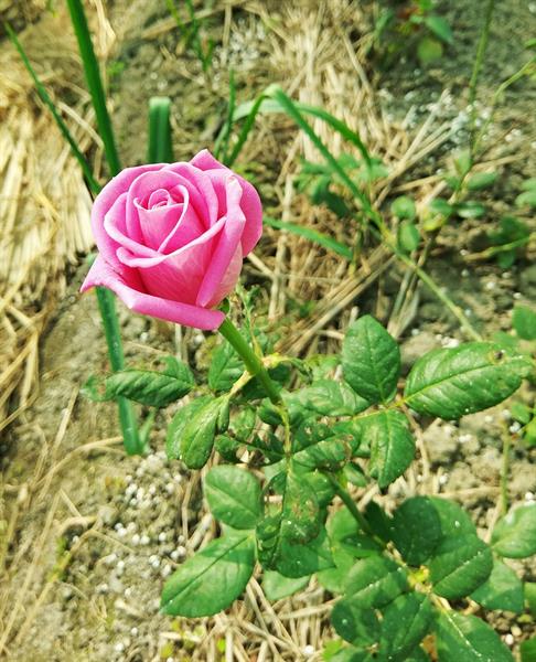 台灣生活慢步調走走：花季來場沐浴花田的旅遊