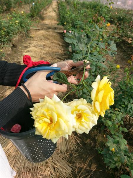 台灣生活慢步調走走：花季來場沐浴花田的旅遊