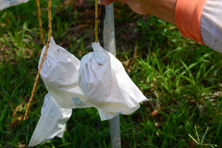 Summer Agro-Tour News! The right time to taste sweet and juicy mangos in southern Taiwan