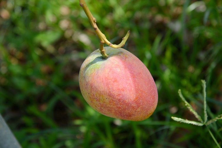 Summer Agro-Tour News! The right time to taste sweet and juicy mangos in southern Taiwan