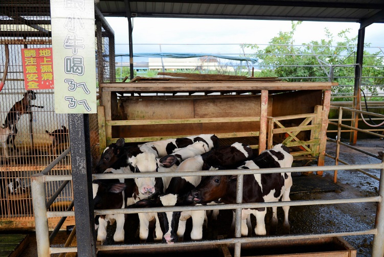 Summer Agro-Tour News! The right time to taste sweet and juicy mangos in southern Taiwan