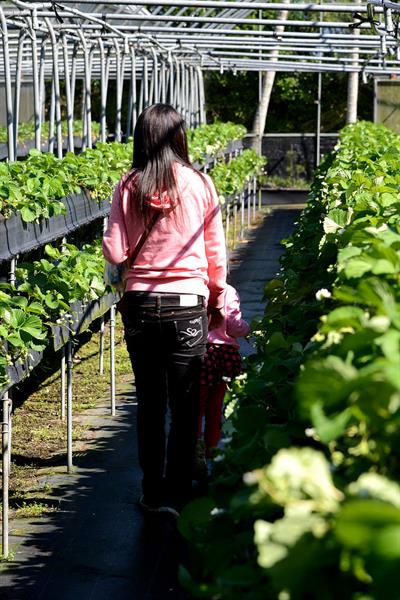 “Springs” of Delicious Fruits: what you can’t miss in Taitung