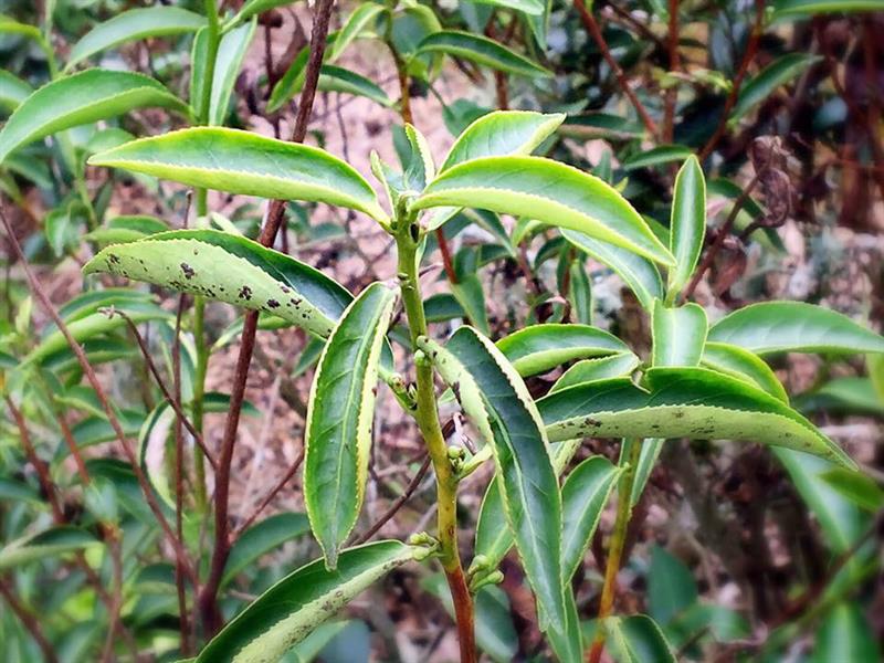 Rediscover the Vitality in Back Mountains! How Beautiful Hualien Is!