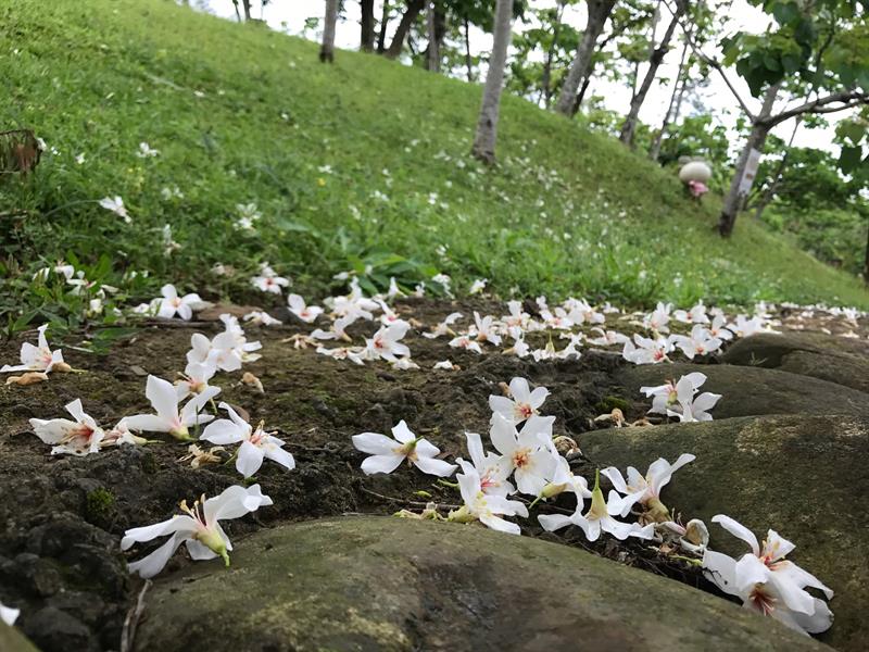 聆聽苗栗的農遊樂章：桐花、草莓、香草協奏曲