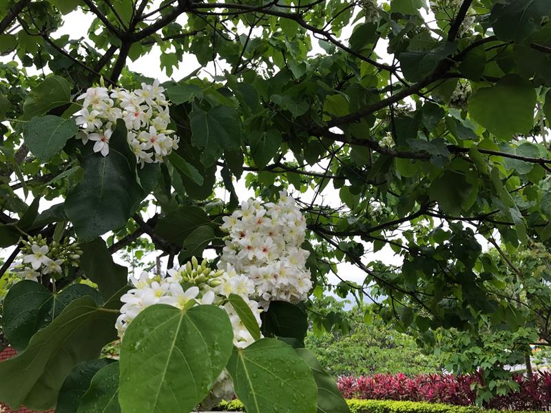 聆聽苗栗的農遊樂章：桐花、草莓、香草協奏曲