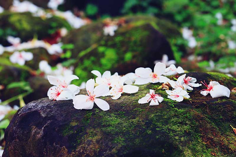 桐花祭小旅行體驗活動