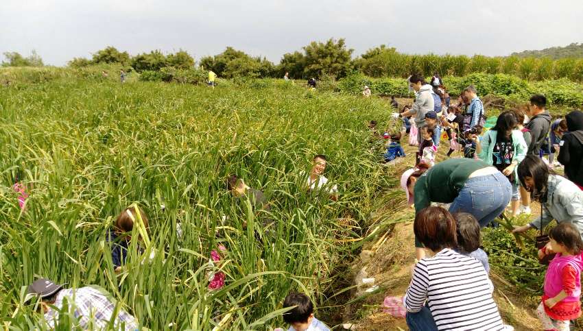 2018三芝區水梯田茭白筍農事體驗活動