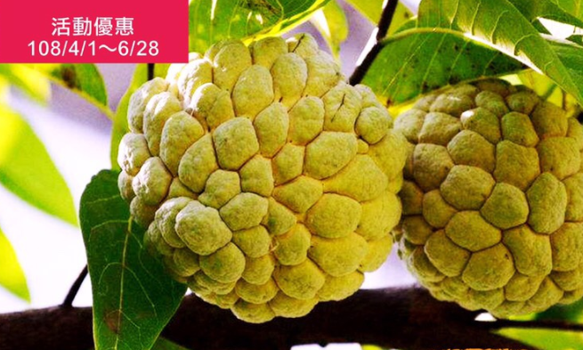 幸福台東農遊趣-夏