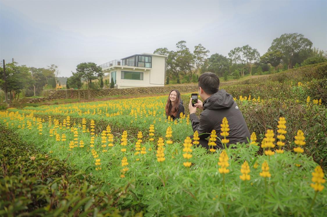 找茶尋花  戀戀魯冰花季2/15~3/8