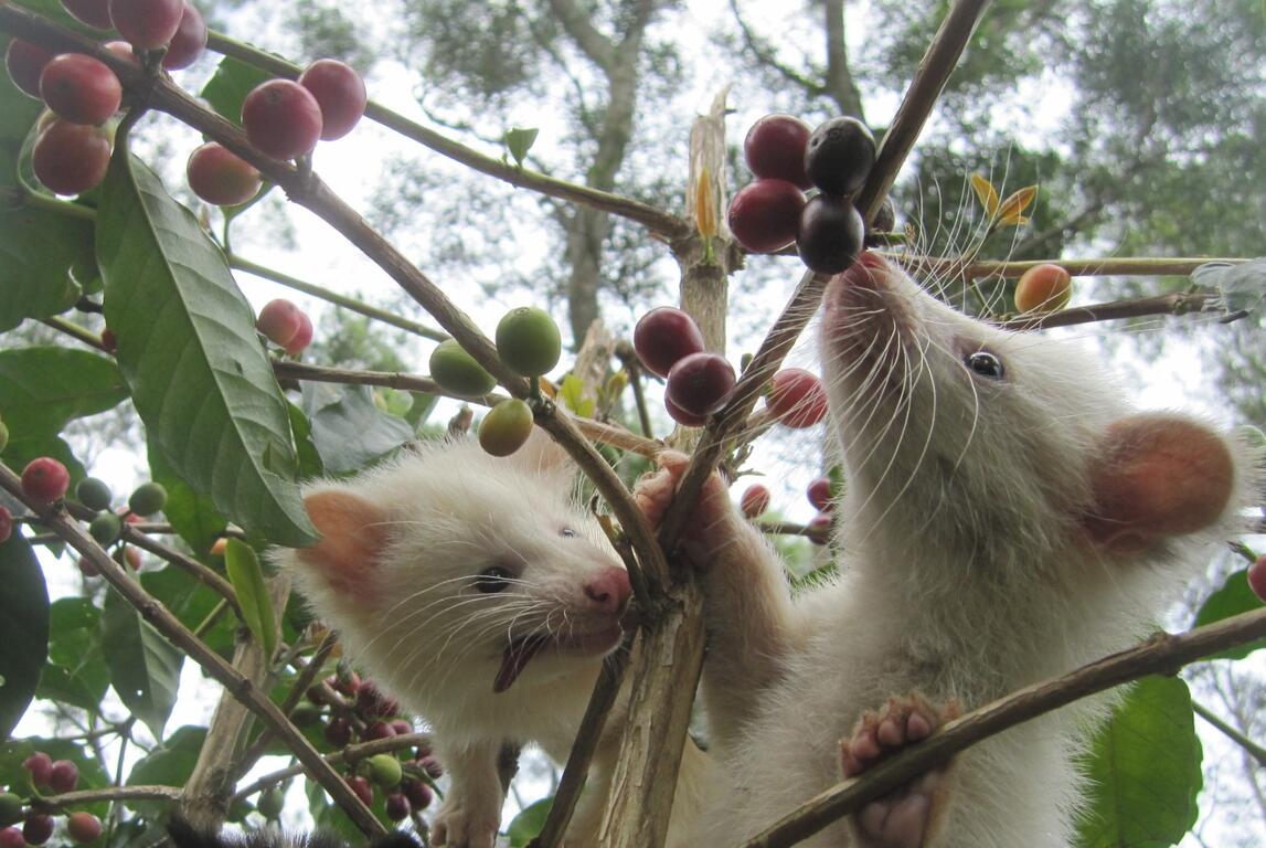 自然發酵黃金豆