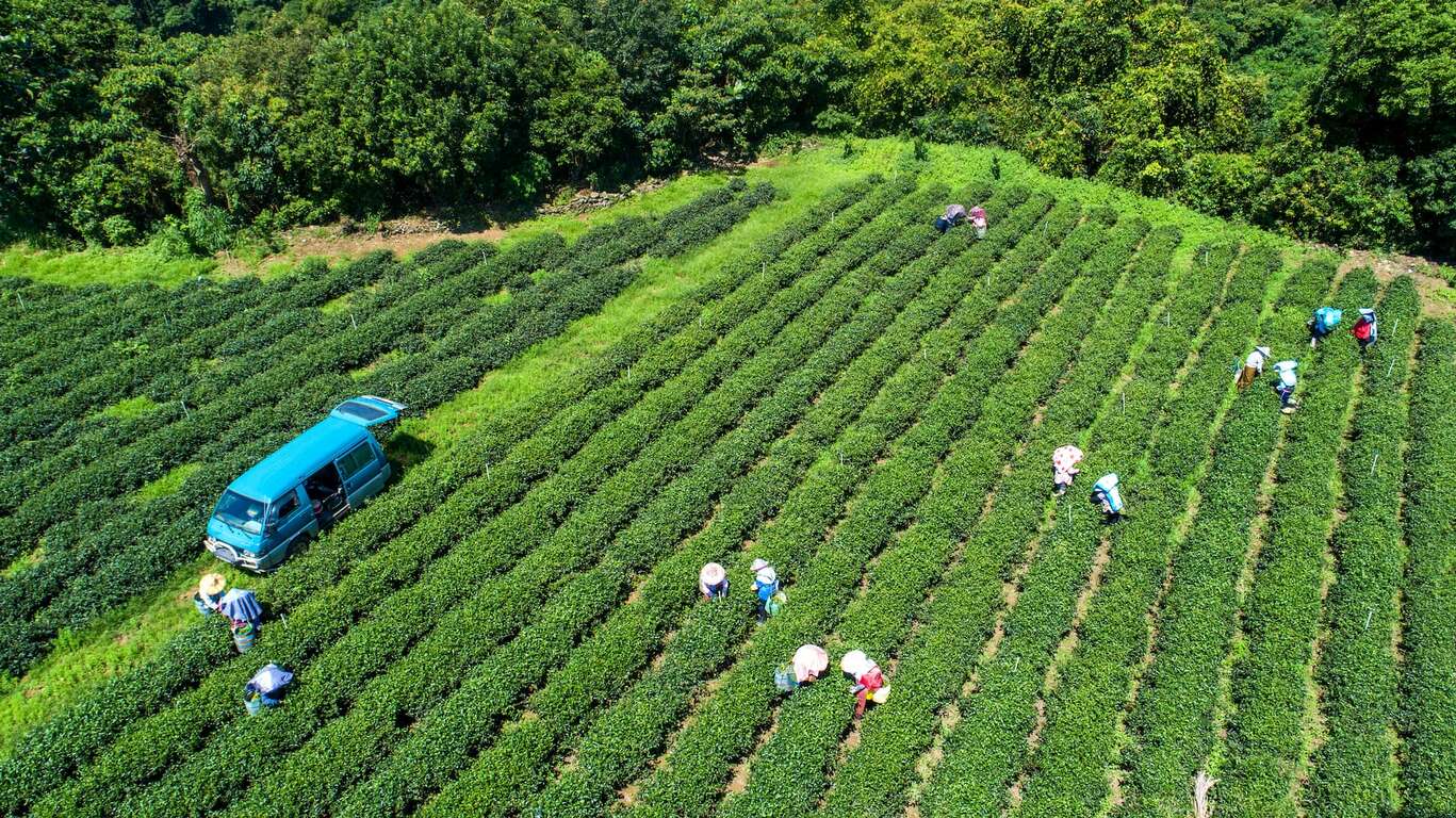 舞鶴茶園(圖片來源:花東縱谷國家風景區管理處)