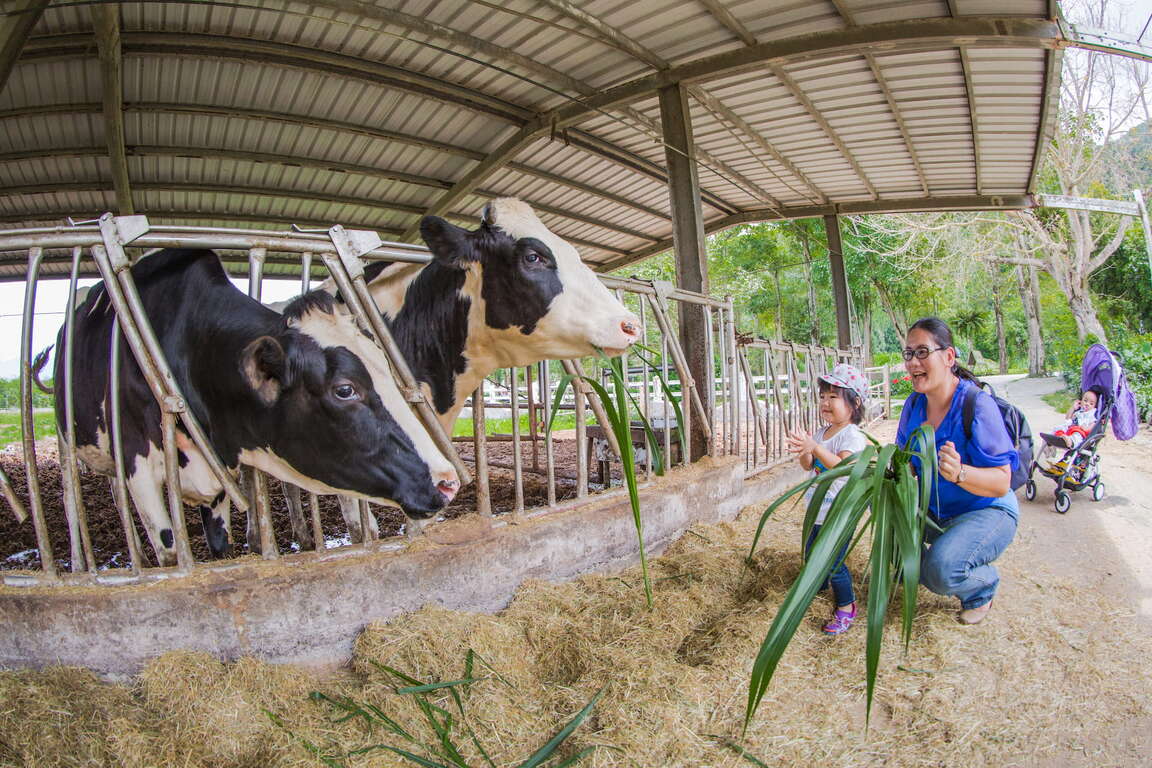 在瑞穗牧場餵食乳牛(圖片來源:花東縱谷國家風景區管理處)