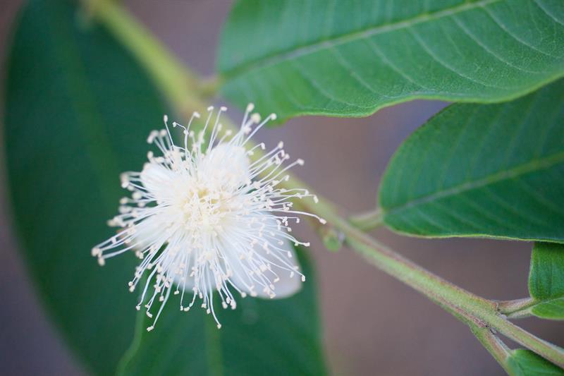 芭樂花，純白潔淨可愛