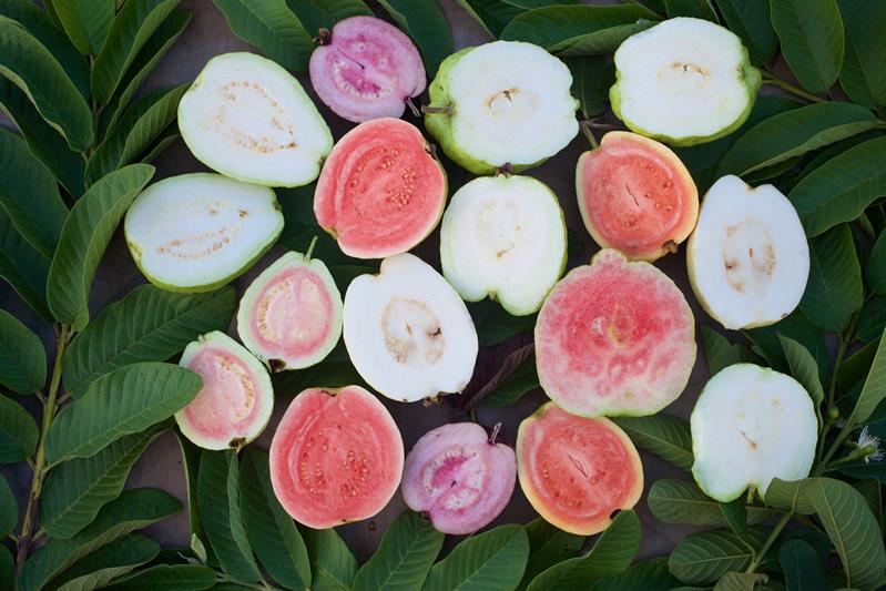 菁芩休閒農場共有芭樂10多種