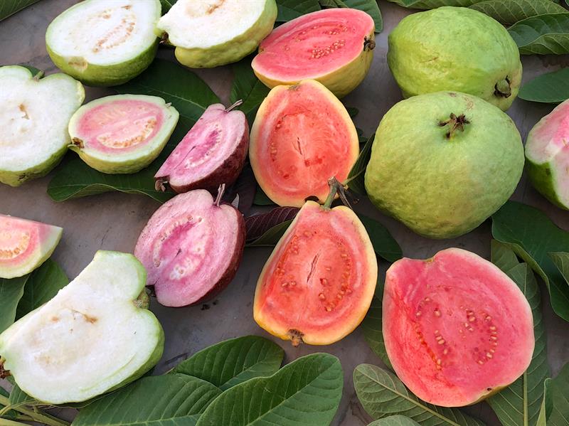 不同品種芭樂切開細看，就算是紅，也有不同深淺與差異