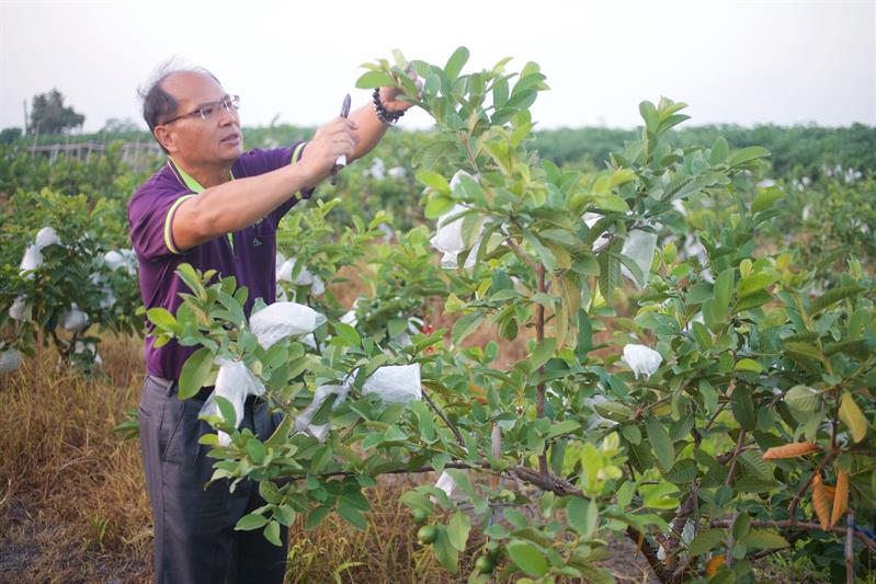 由婚紗攝影轉行種芭樂，鄭俊達夫妻非常用心上課學習，也因此種出好品質