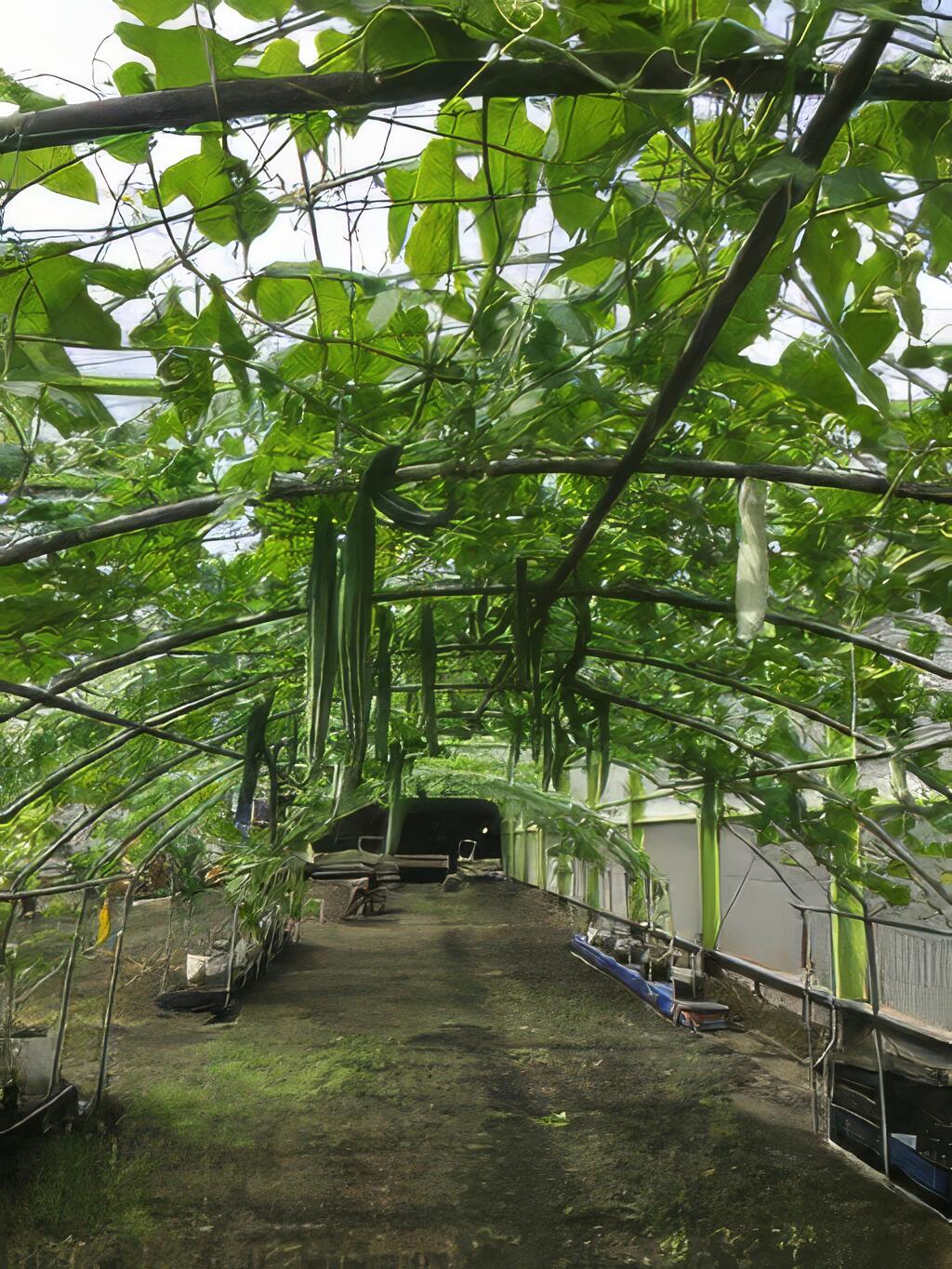 兄弟聯手 打造新一代南瓜王國