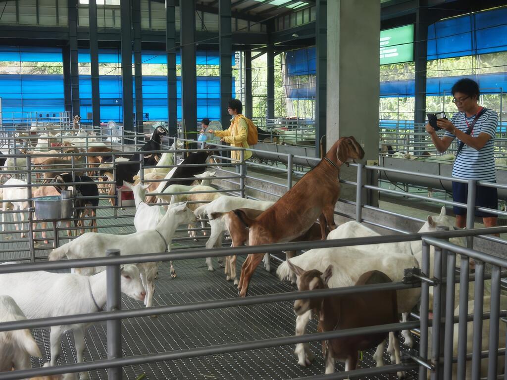 「羊羊」得意 品質一級棒