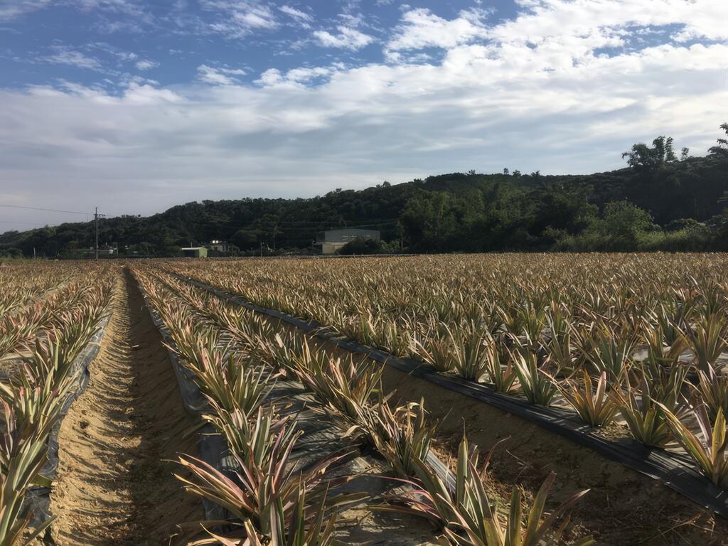 「龍」飛「鳳」舞  體驗一級棒