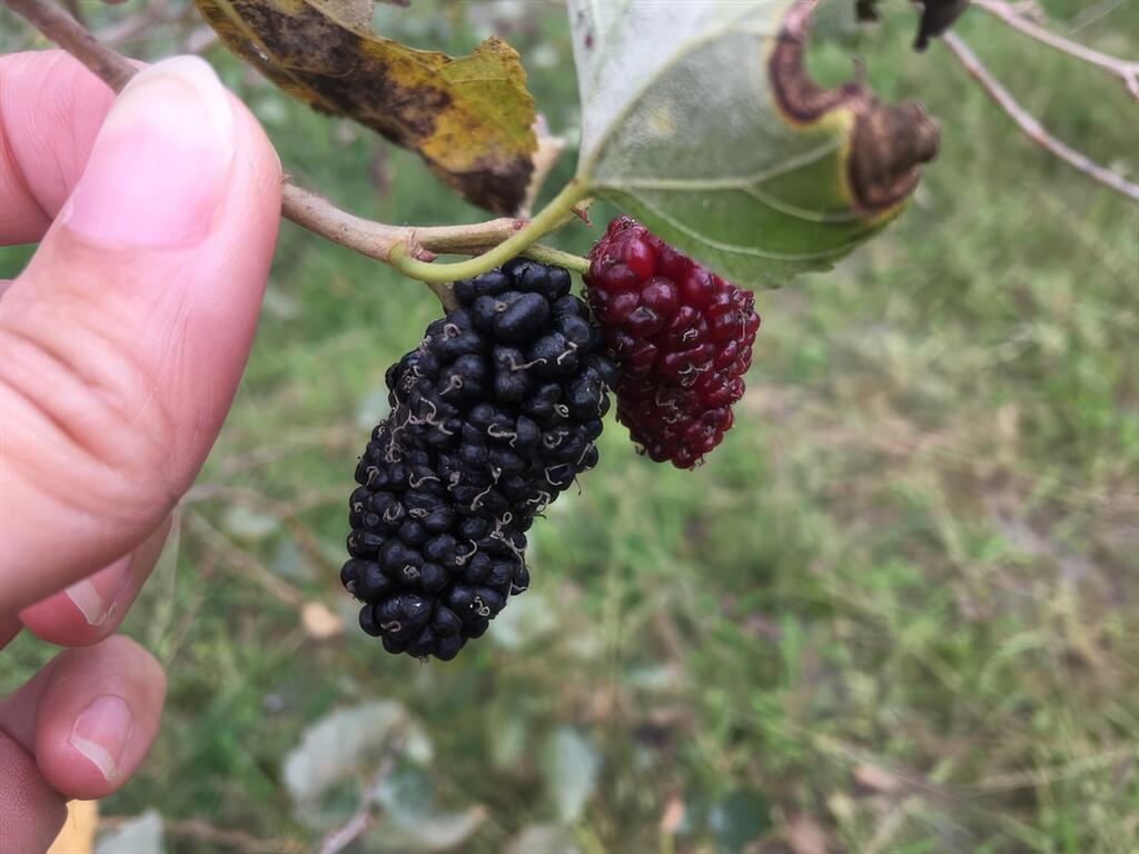 美味「椹」佳  堅持一級棒