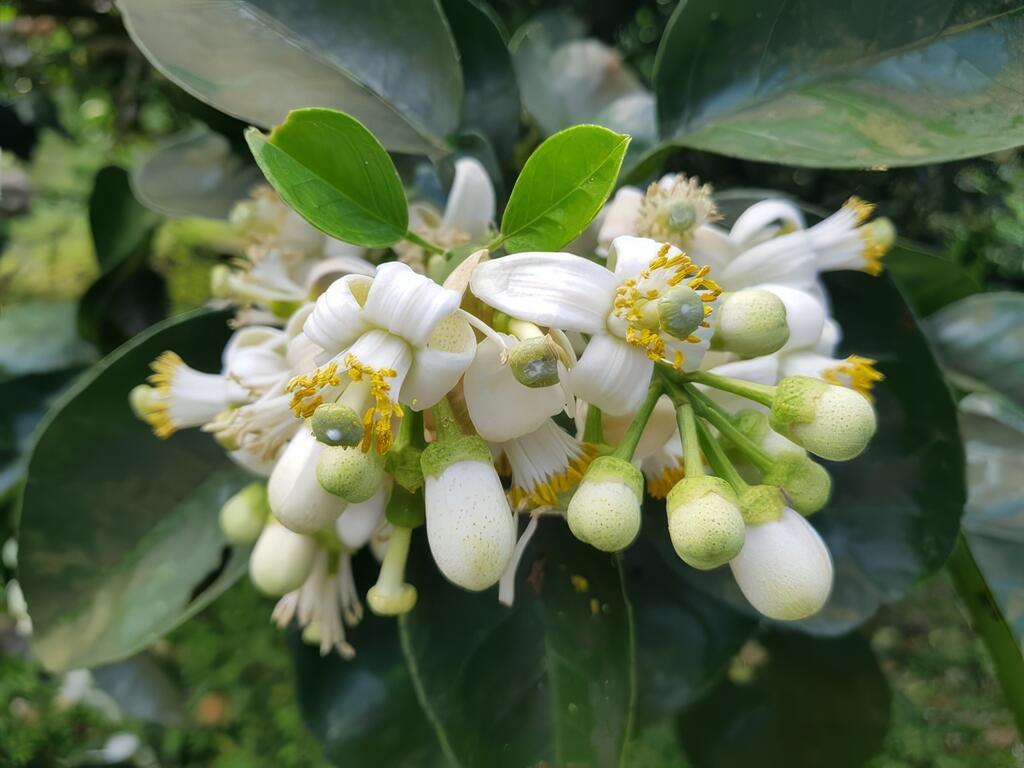 柚花通常成簇的生長在枝條頂端，含苞的柚花呈子彈狀，花開後雪白花瓣反捲，通常有四瓣，但有時也會出現三、五、六瓣的柚花