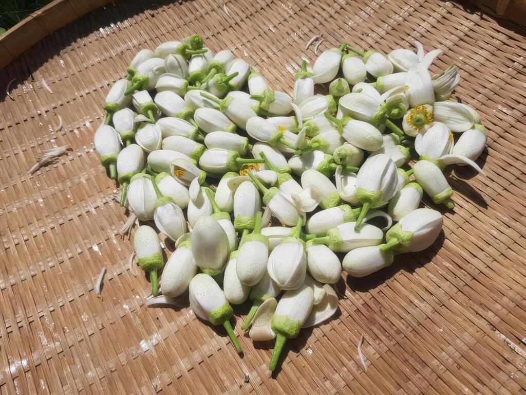 排成愛心狀的柚花