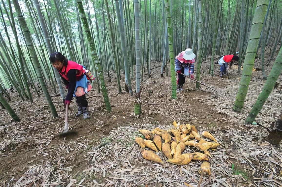 小半天休閒農業區