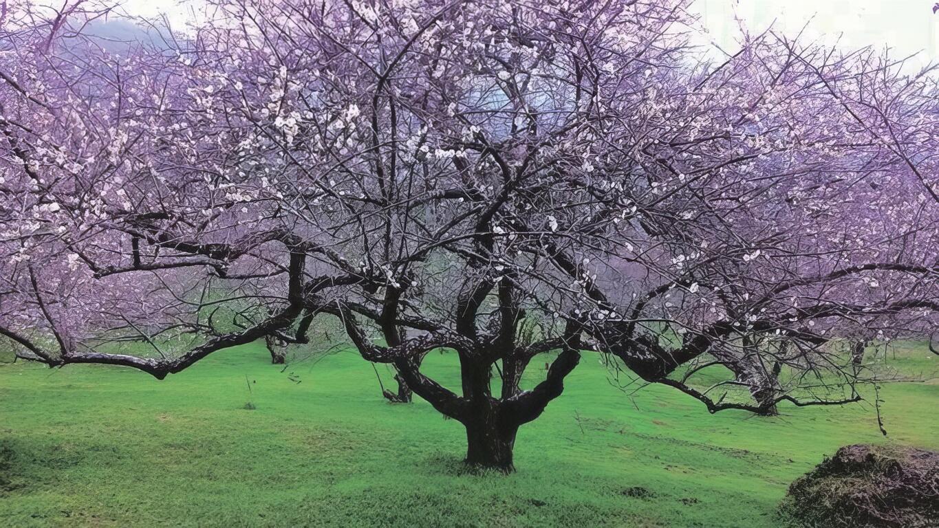 自強愛國休閒農業區