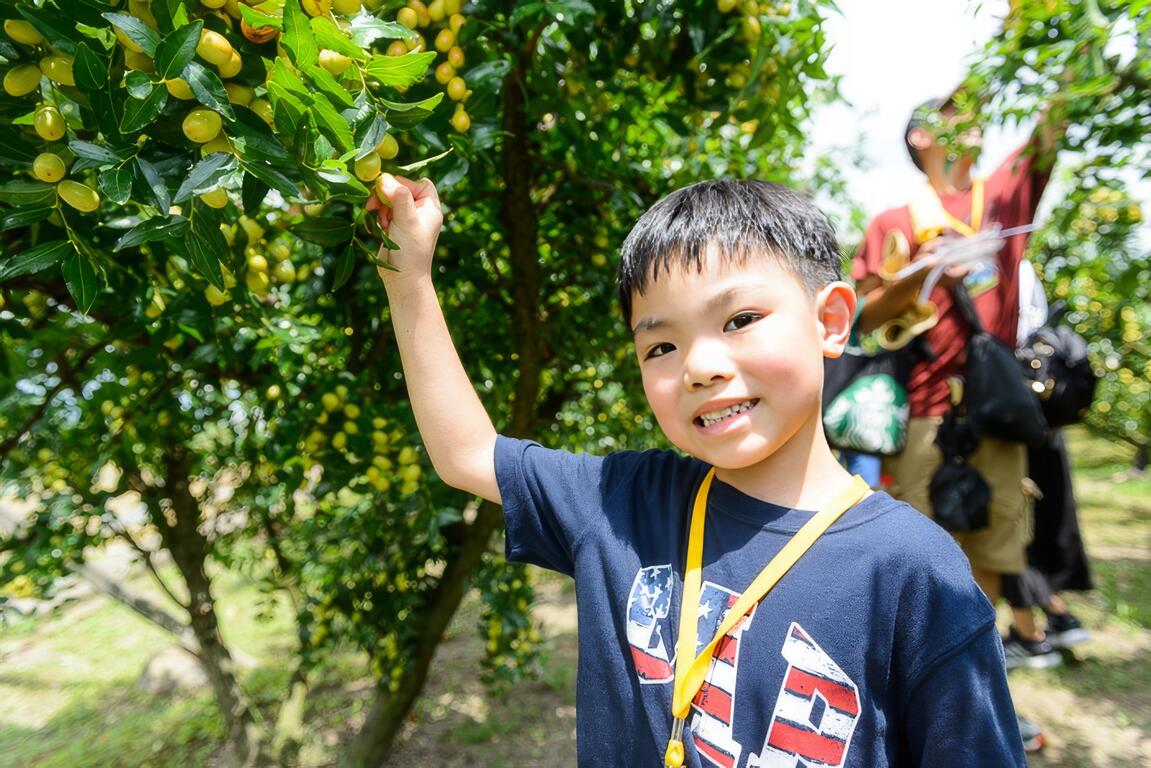 體驗採紅棗