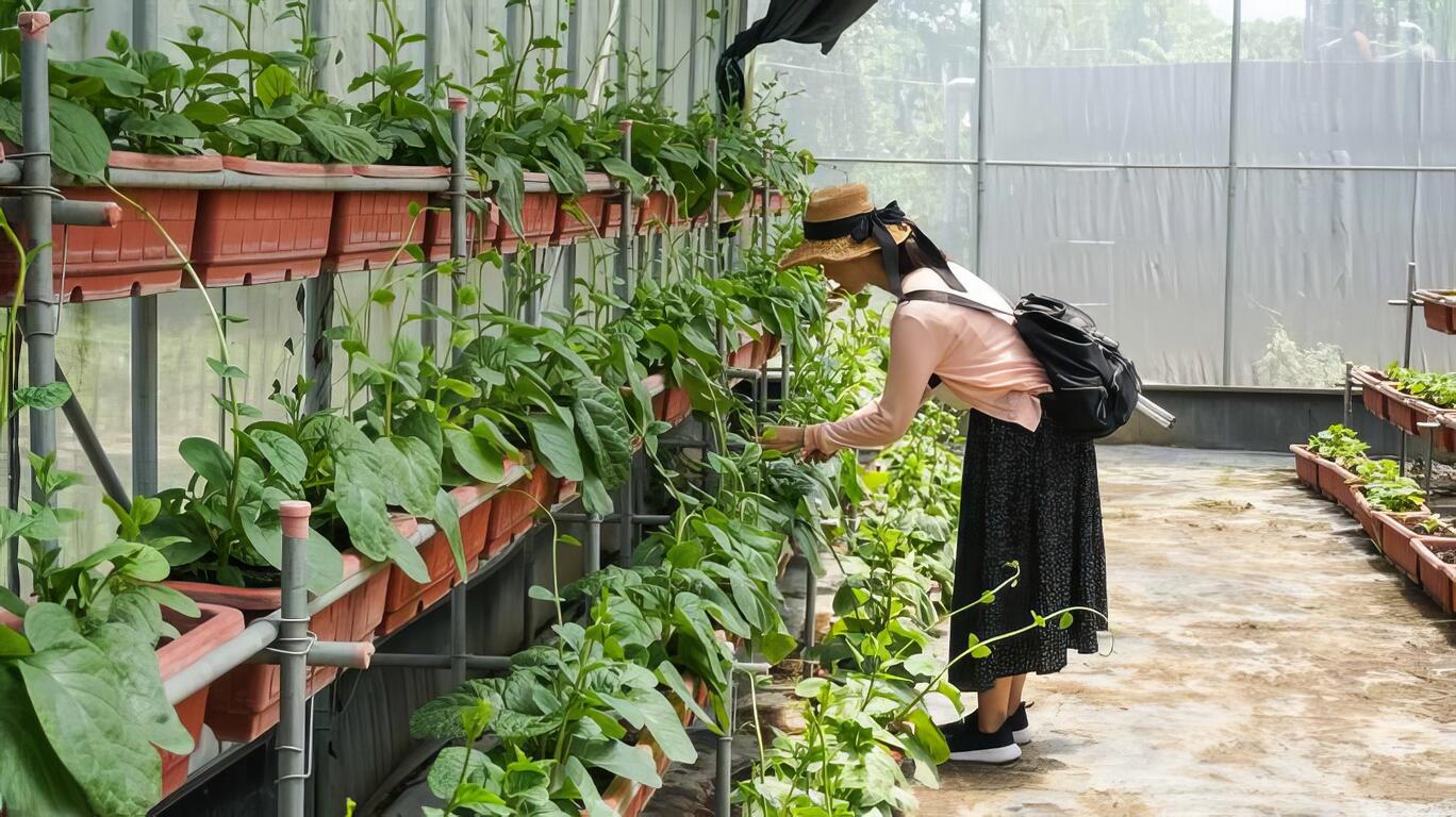 圖說：農事體驗可以採當季蔬果。