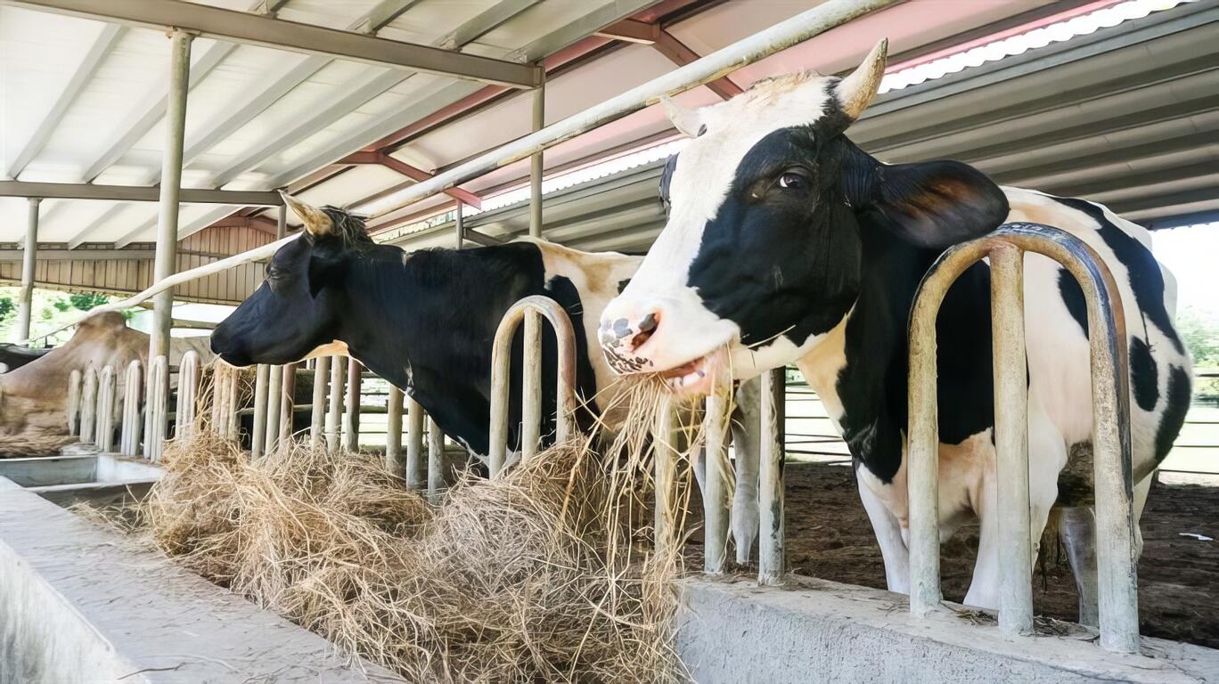 圖說：農場內飼養的乳牛。
