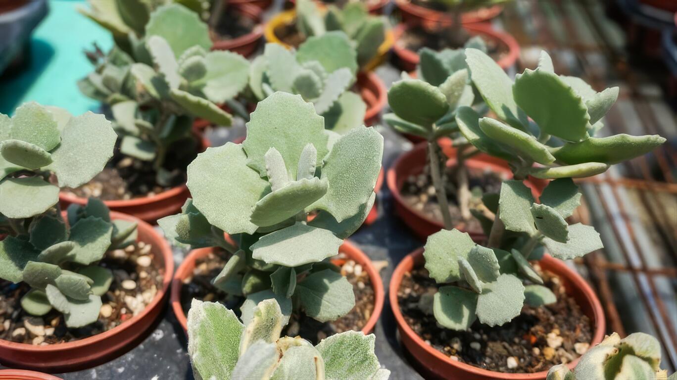 圖說：農場內種太多植物了，多肉植物也有。