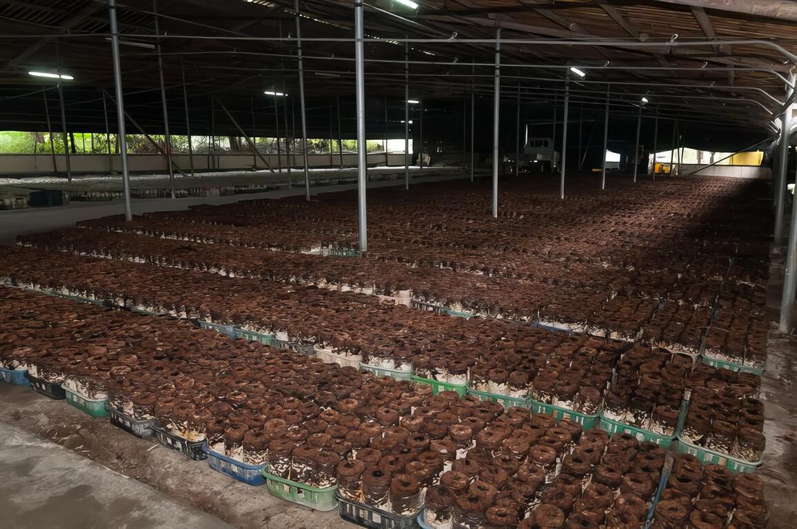 阿亮香菇園採菇的體驗區，菇種類繁多，且幾乎四季都生產，隨時可採摘！