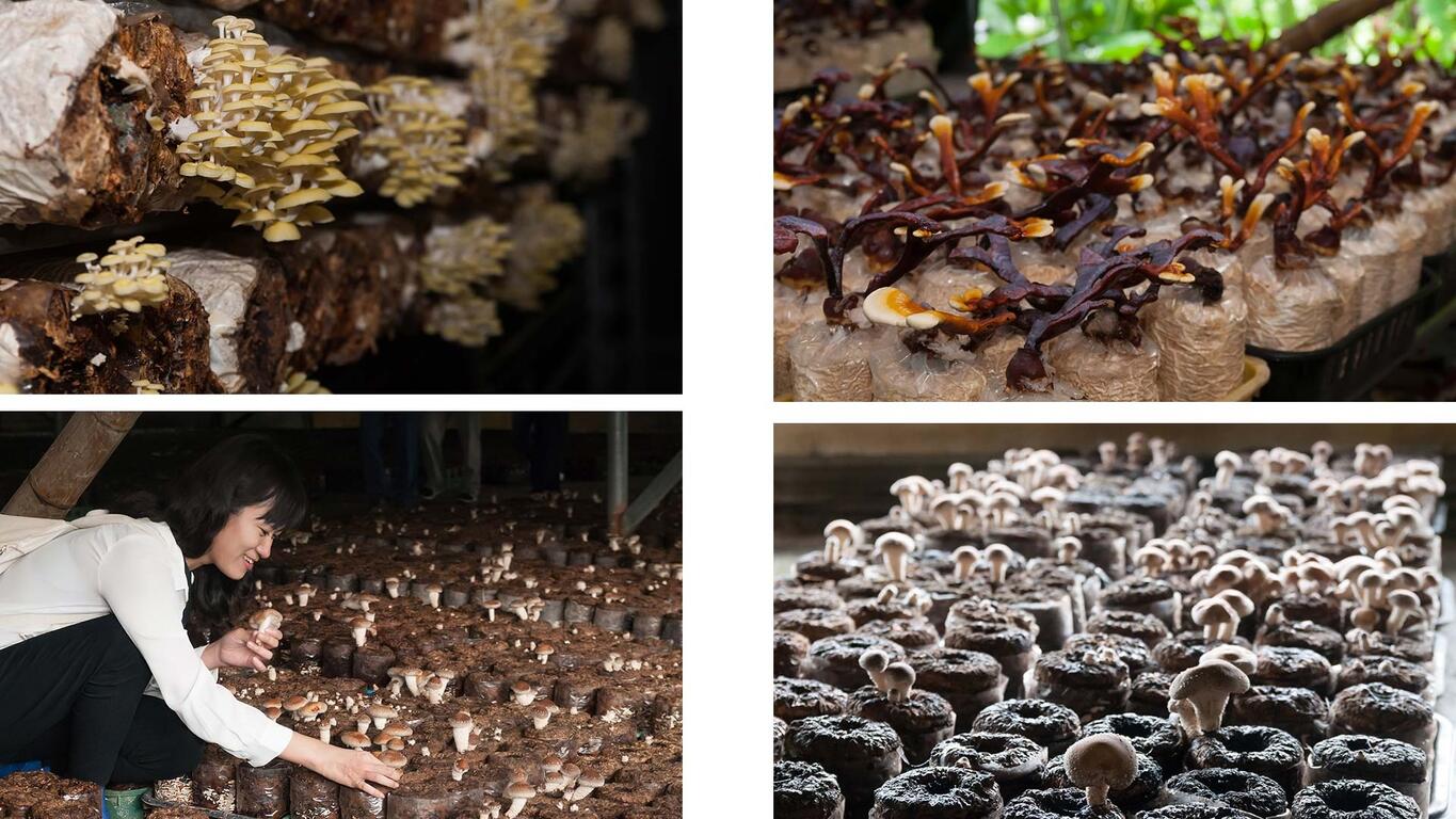 阿亮香菇園所養植的菇種算多