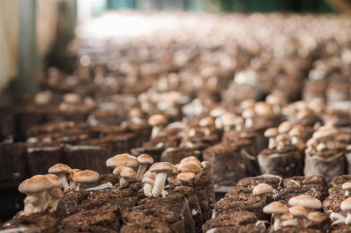 阿亮香菇園位於新社協中街上