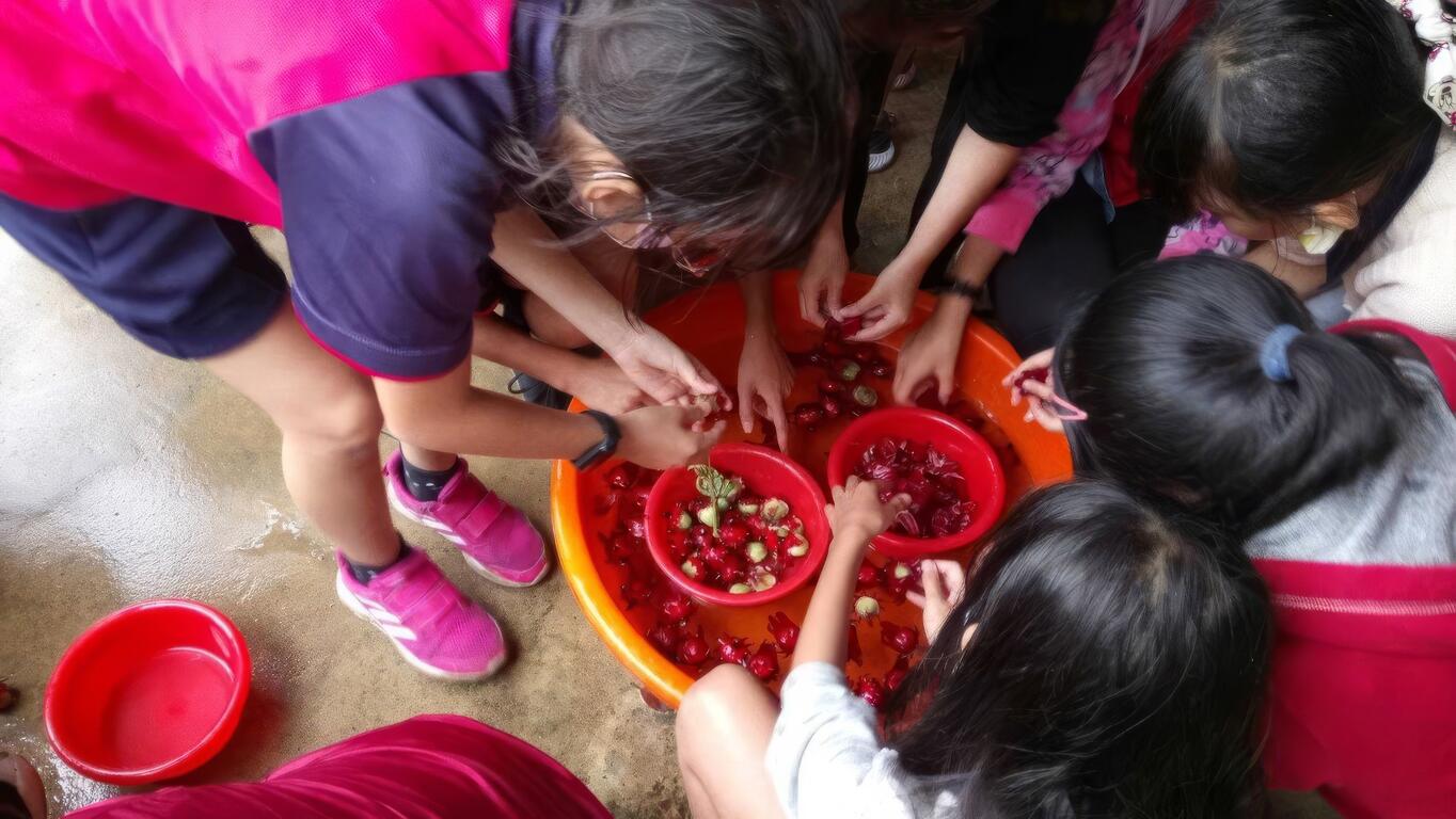 孩童們協助清洗洛神花。