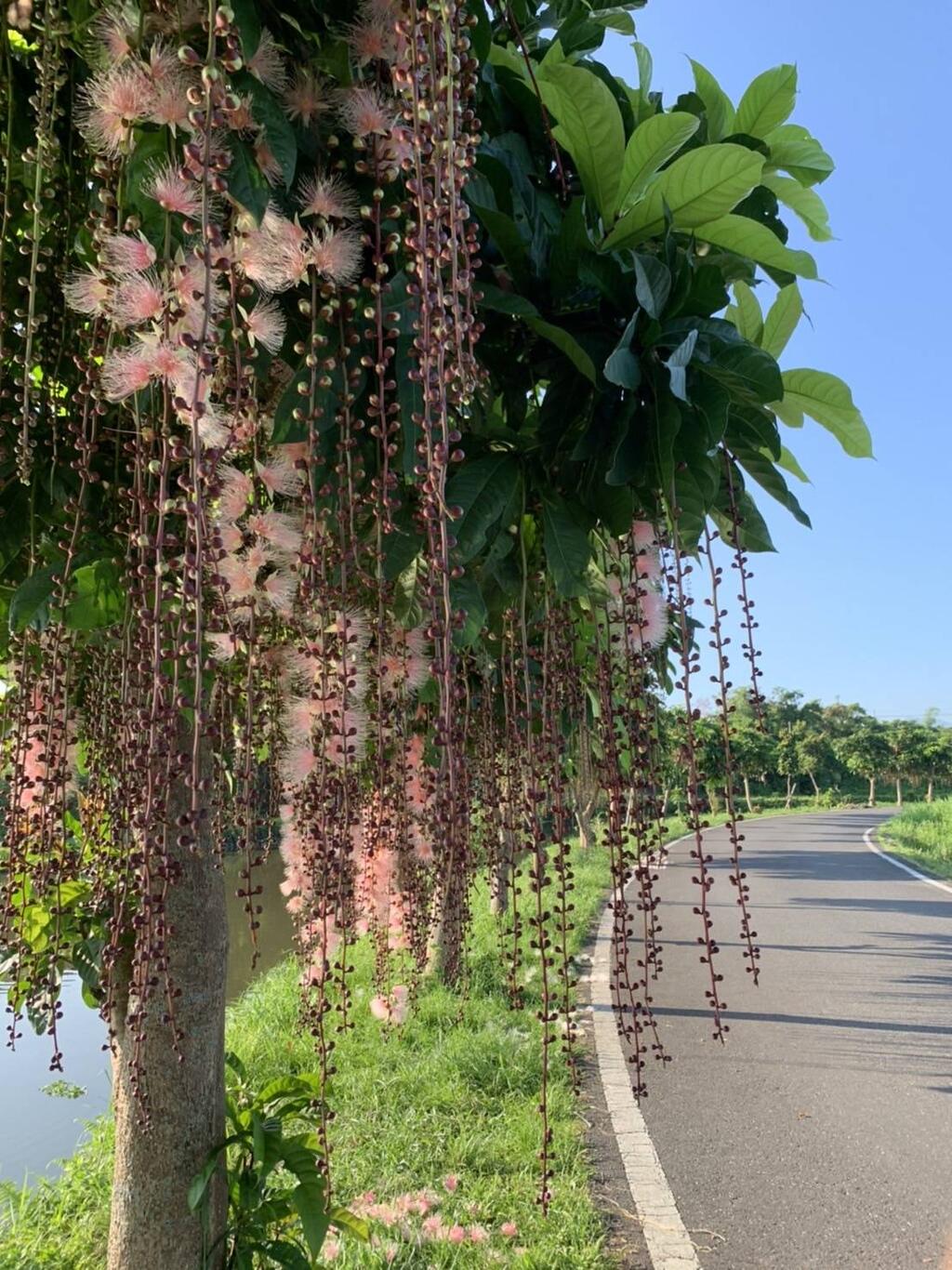 綻放的穗花棋盤腳景色