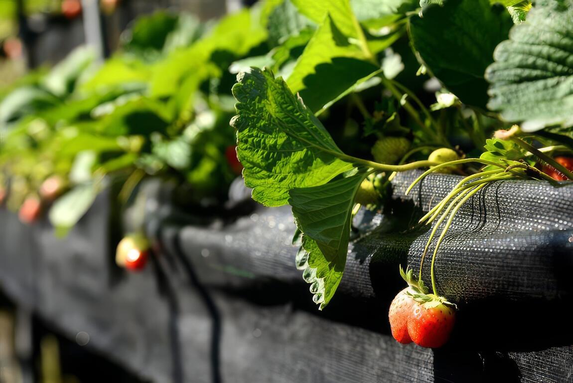 台東親子遊 共享農家採果樂