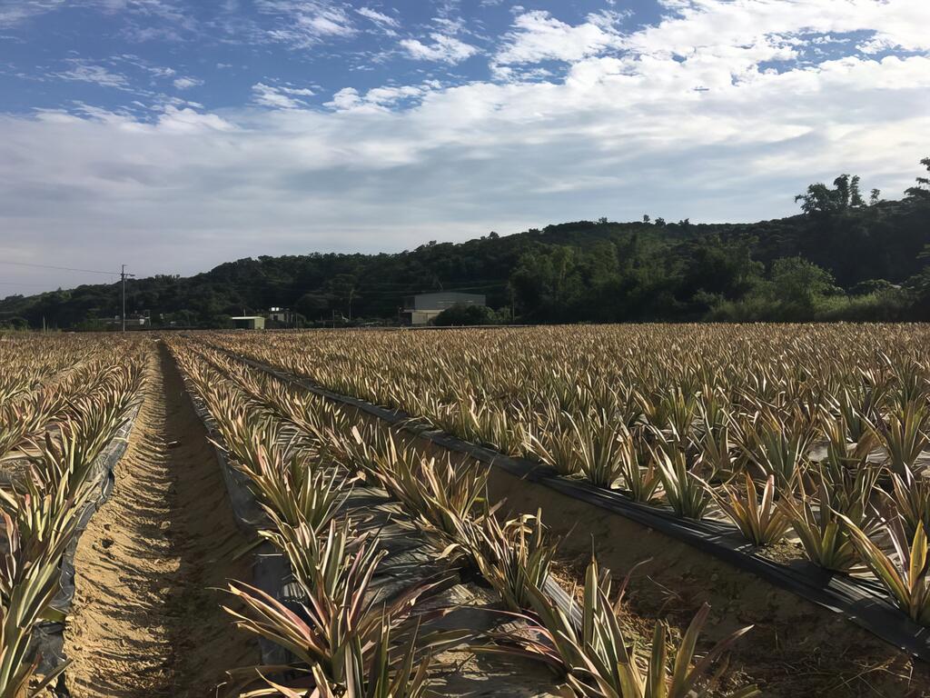 大樹旺旺來  一日農夫體驗