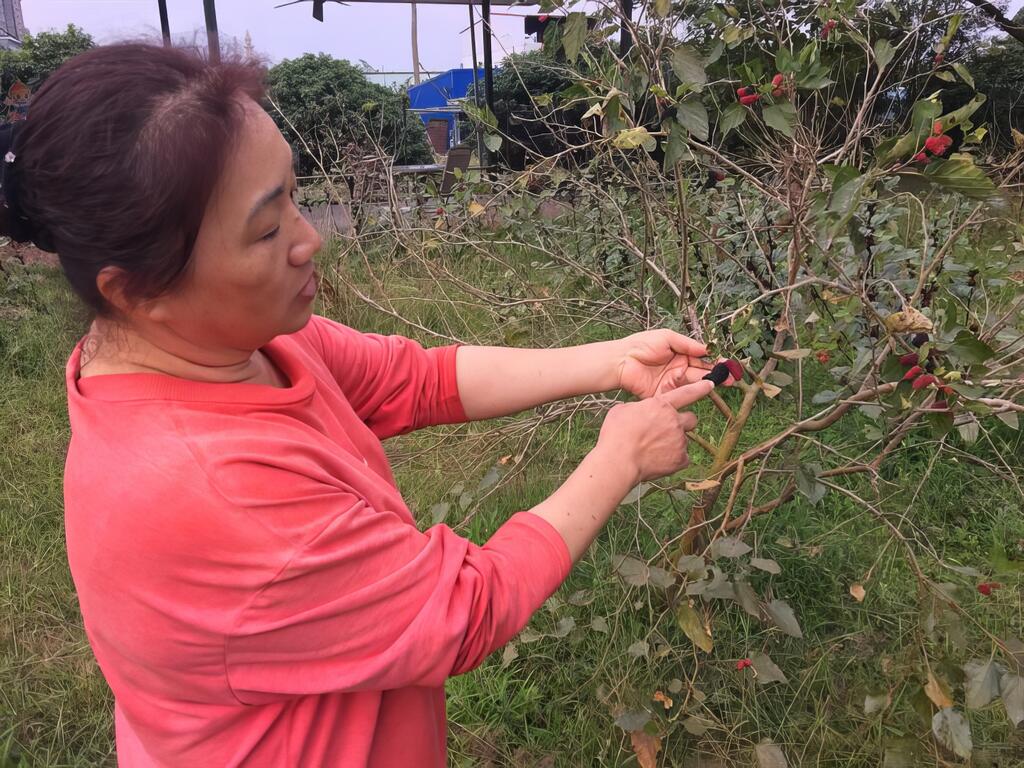 季節限定 桑椹好滋味