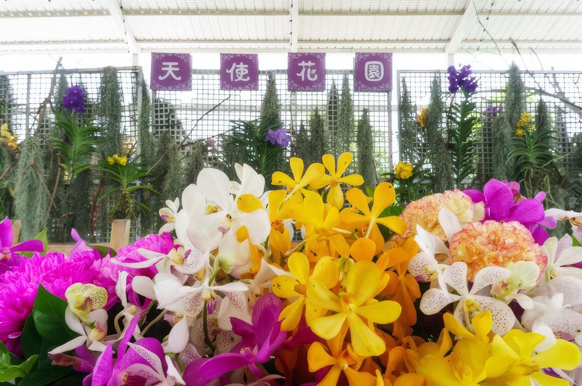 園內四處都可以看到各種蘭花