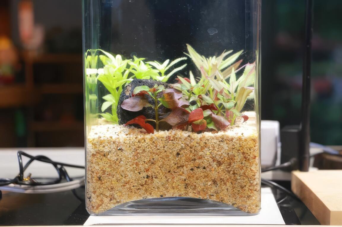 圖說：展售區的水草產品