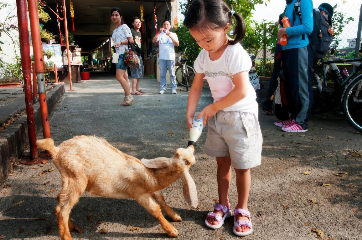 圖說：餵羊喝ㄋㄟ ㄋㄟ好療癒
