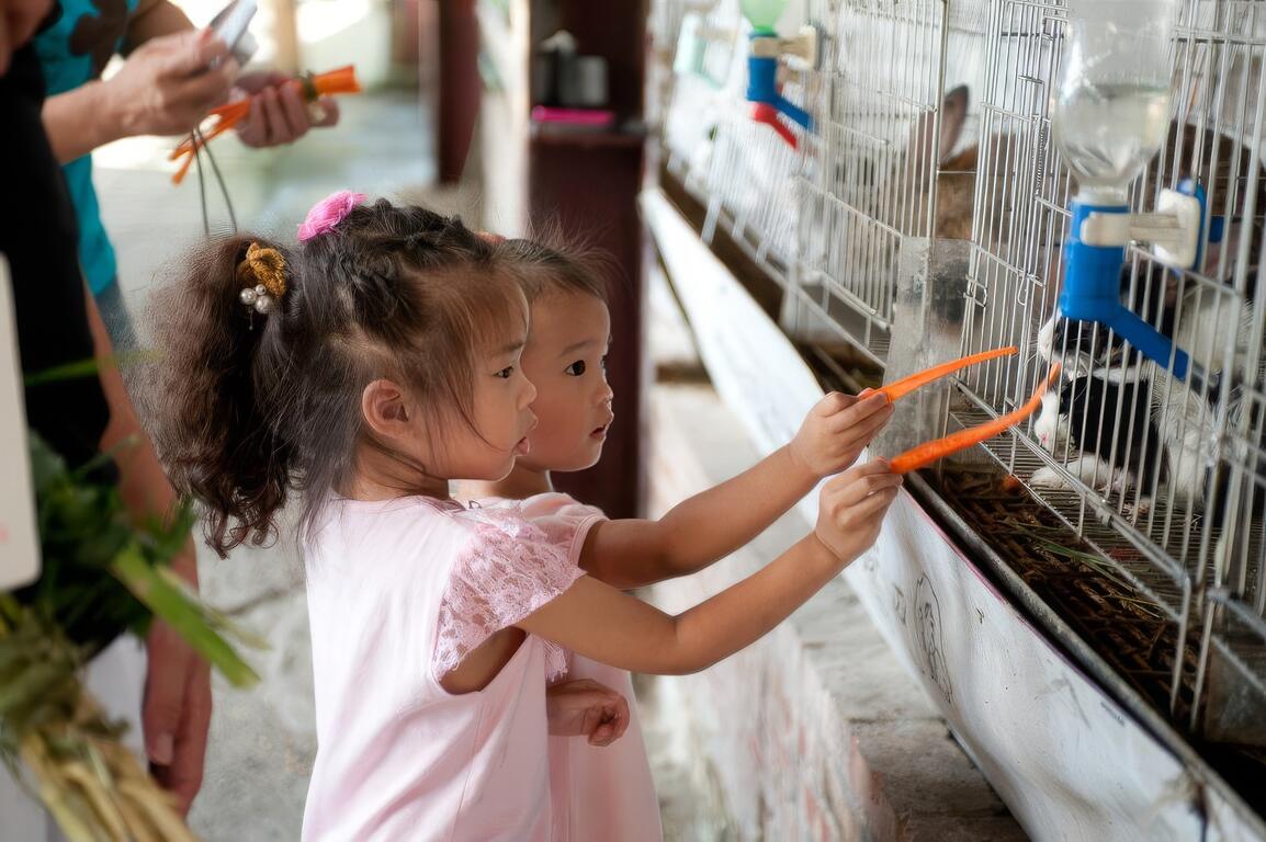 圖說：小兔子也相當受歡迎，小朋友搶著餵食紅蘿蔔