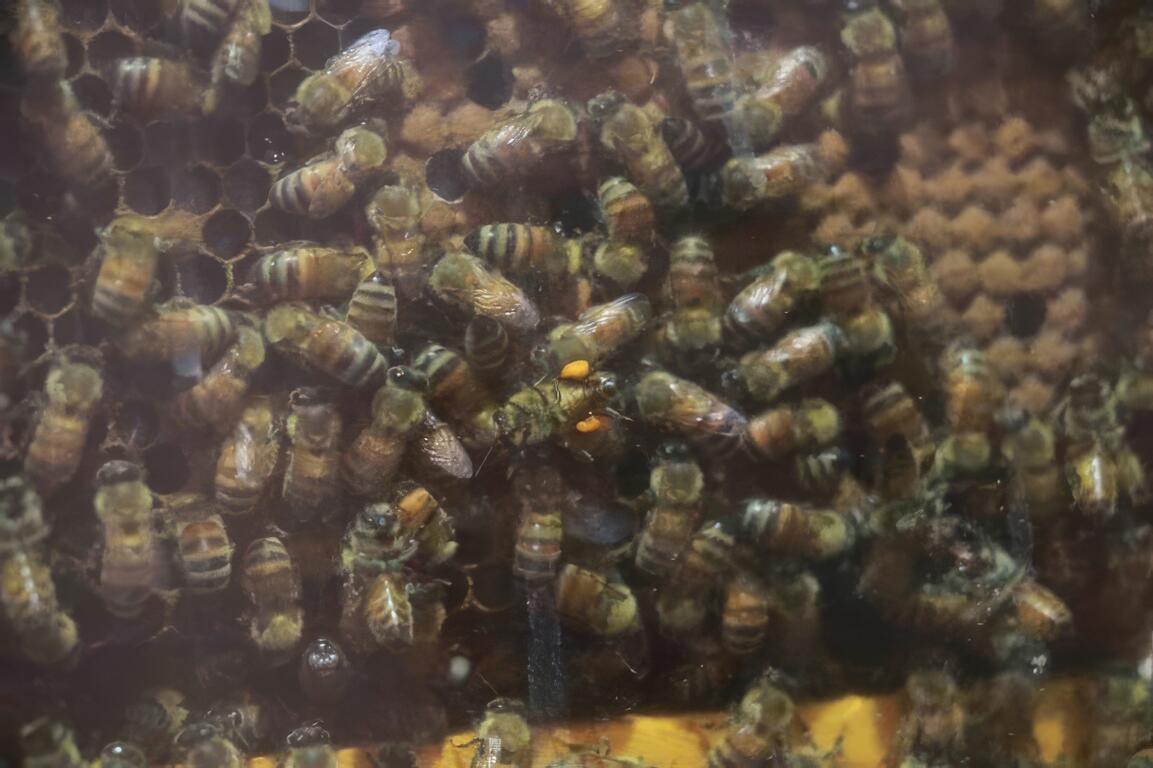 圖說：正在採蜜的蜜蜂