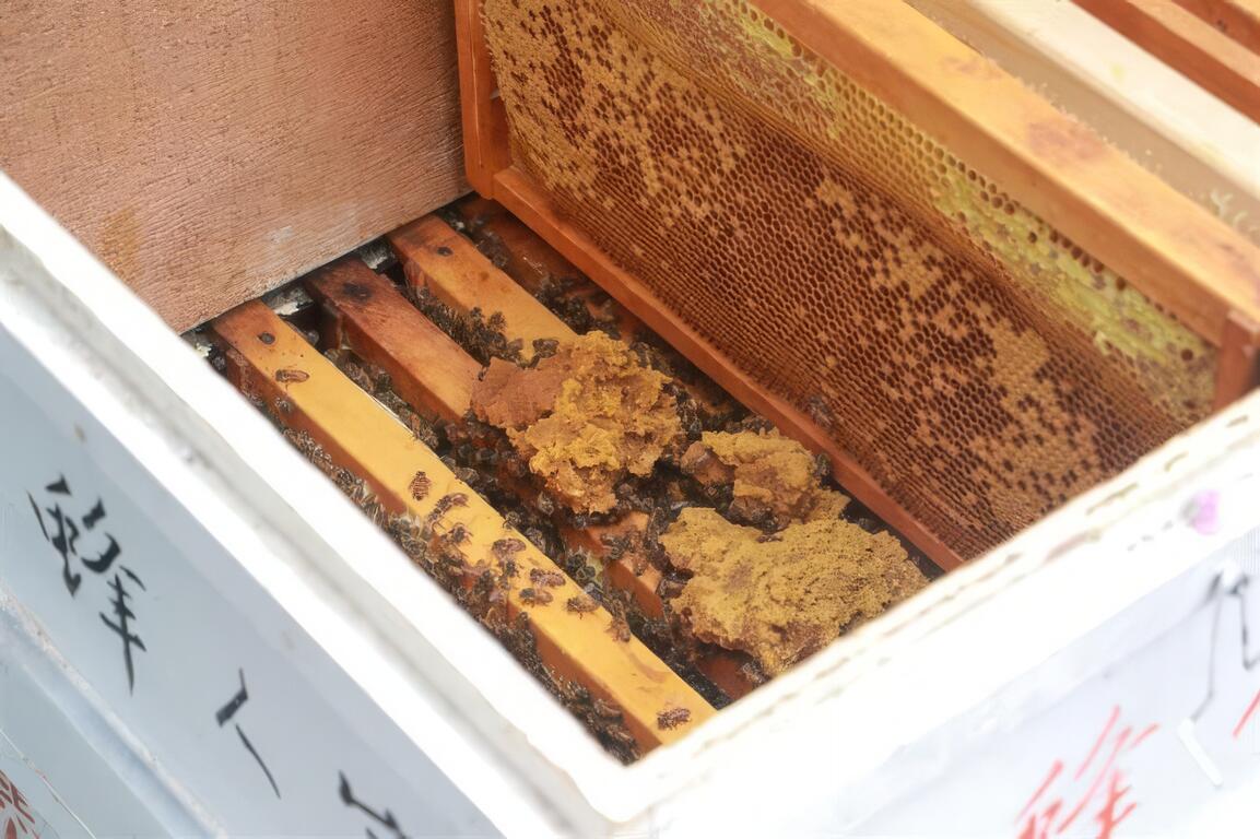 圖說：現場觀察蜜蜂採蜜的過程