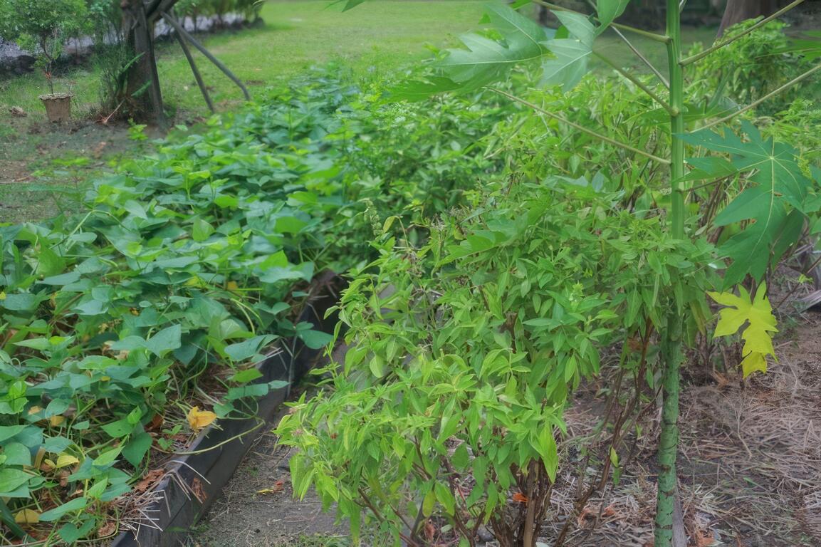 圖說：早餐用的是自家種植蔬菜水果