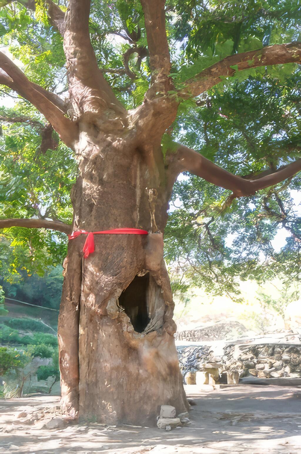 樹齡超過300年的茄苳樹