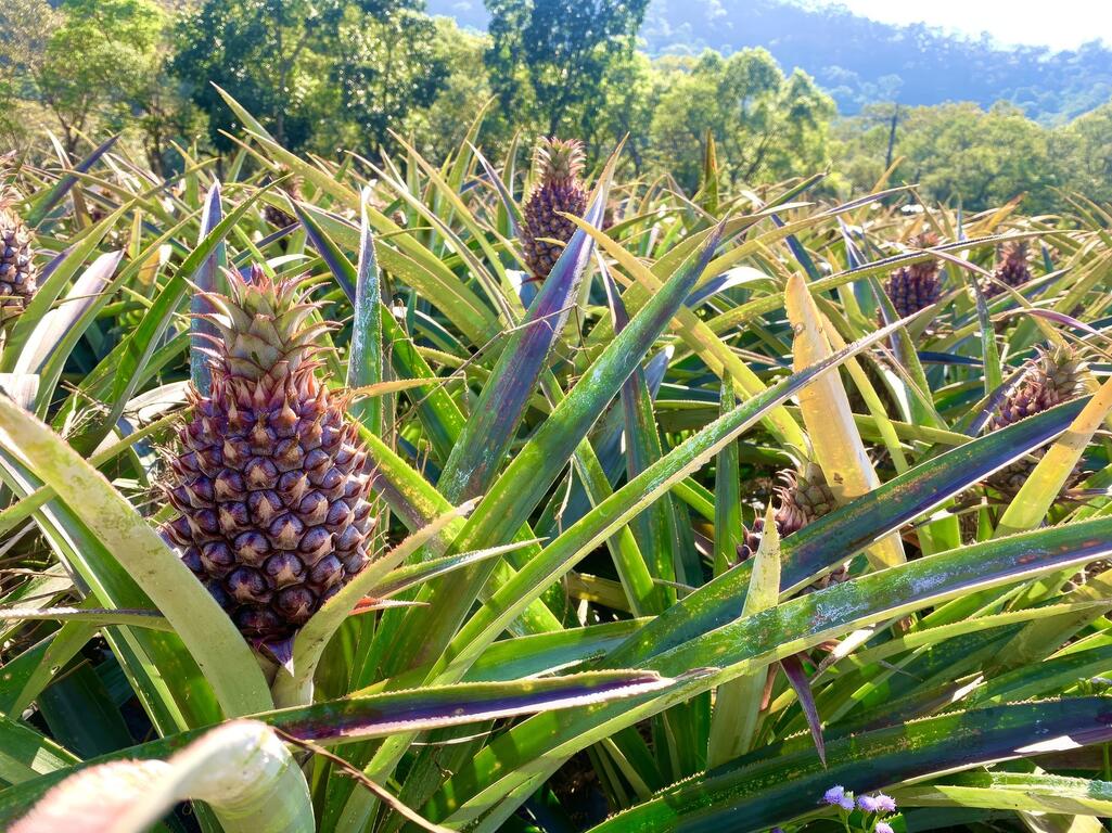 一顆又一顆的鳳梨正享受日光浴！