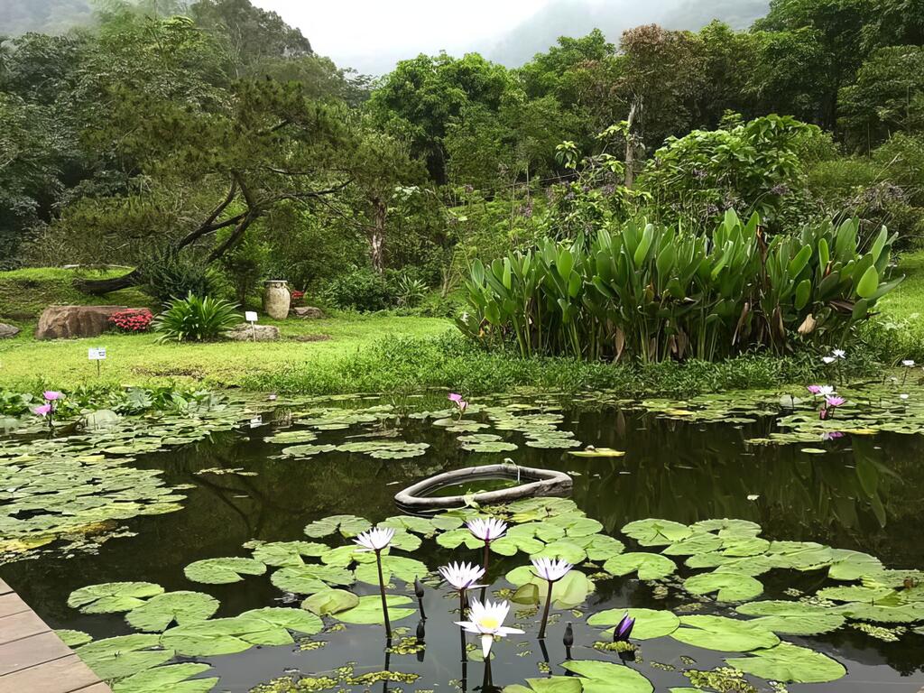 園區內的生態池